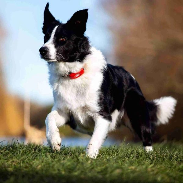 Collie running